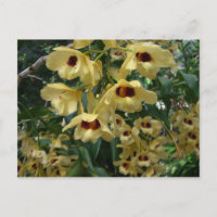 Gelbe und Maronefarbene Orchideen Elegante Blumen