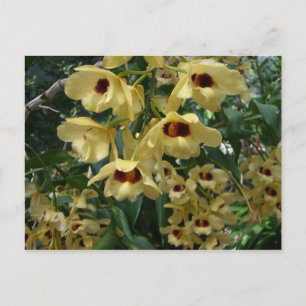 Gelbe und Maronefarbene Orchideen Elegante Blumen Postkarte