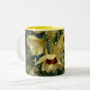 Gelbe und Maronefarbene Orchideen Elegante Blüten Zweifarbige Tasse