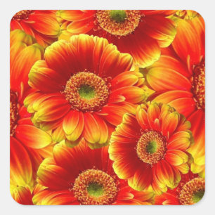 Gelbe und orange Gerbera-Gänseblümchen Quadratischer Aufkleber