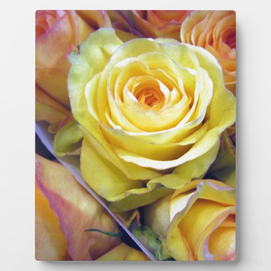 Gelbe und orange Rose Fotoplatte (Vorderseite)