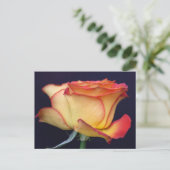 Gelbe und orange Rose Postkarte (Stehend Vorderseite)