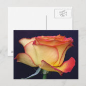 Gelbe und orange Rose Postkarte (Vorne/Hinten)