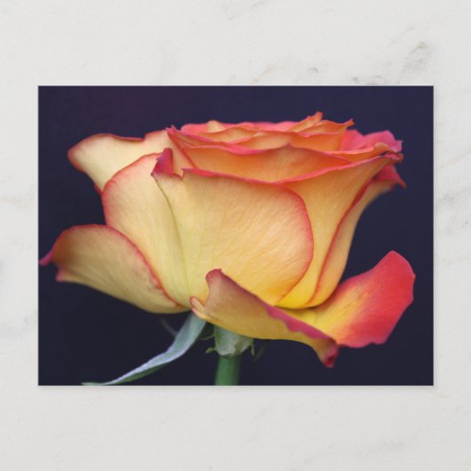 Gelbe und orange Rose Postkarte (Vorderseite)