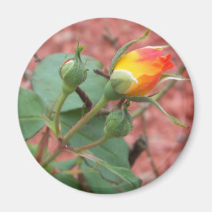 gelbe und orange Rosenknospe Magnet