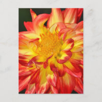 Gelbe und orangefarbene Dahlien-Blume