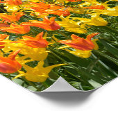 Gelbe und orangefarbene Tulpenbetten - Folie Poster (Ecke)