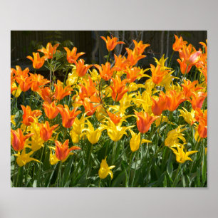 Gelbe und orangefarbene Tulpenbetten - Folie Poster