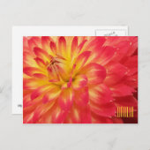 Gelbe und rosa Dahlia Horiztonale Postkarte (Vorne/Hinten)