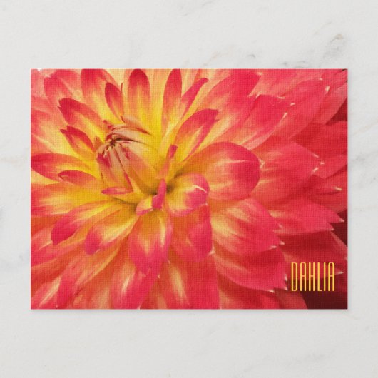 Gelbe und rosa Dahlia Horiztonale Postkarte (Vorderseite)