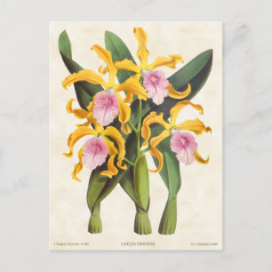 Gelbe und rosa Laelia-Orchidee, Vintage-Botanik Postkarte
