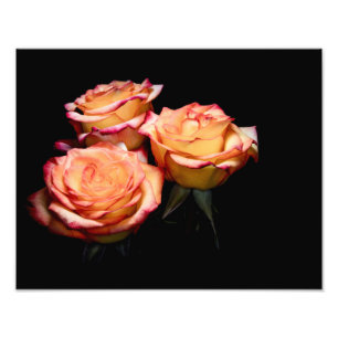 Gelbe und rosa Rosen 1998 Fotodruck