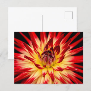 Gelbe und rote Blume, Nah-up-Schuss der Blüte Postkarte