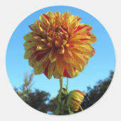 Gelbe und rote Dahlia-Aufkleber Runder Aufkleber (Vorderseite)