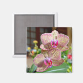 Gelbe und rote Orchideen Magnet (Vorderseite/Rückseite)