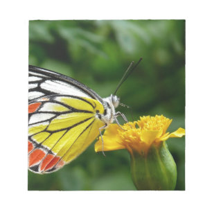 Gelbe und rote Schmetterlinge auf der gelben Blume Notizblock