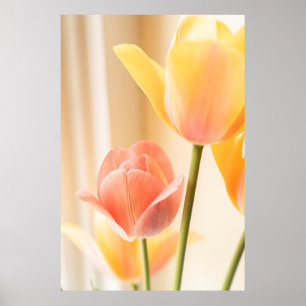 GELBE UND ROTE TULIP IN BLUME NAHES FOTO POSTER
