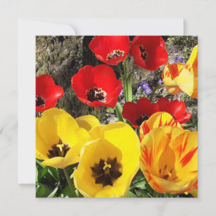 Gelbe und rote Tulips-Flachkarte