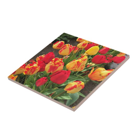 Gelbe und rote Tulissen Fliese (Seite)