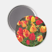 Gelbe und rote Tulissen Magnet (Vorderseite/Rückseite)