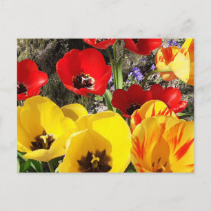 Gelbe und rote Tulissen Postkarte