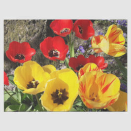 Gelbe und rote Tulissen Seidenpapier