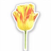 Gelbe und rote Tulpe Aufkleber (Vorderseite)