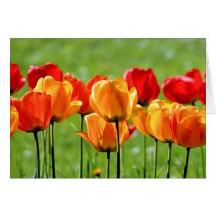 Gelbe und rote Tulpen