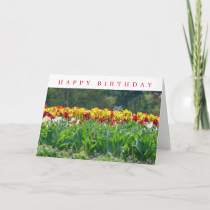 Gelbe und rote Tulpen auf einer Geburtstagskarte i Karte