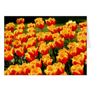 Gelbe und rote Tulpen im Frühling Blumenkarte