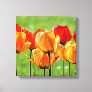 Gelbe und rote Tulpen Leinwanddruck