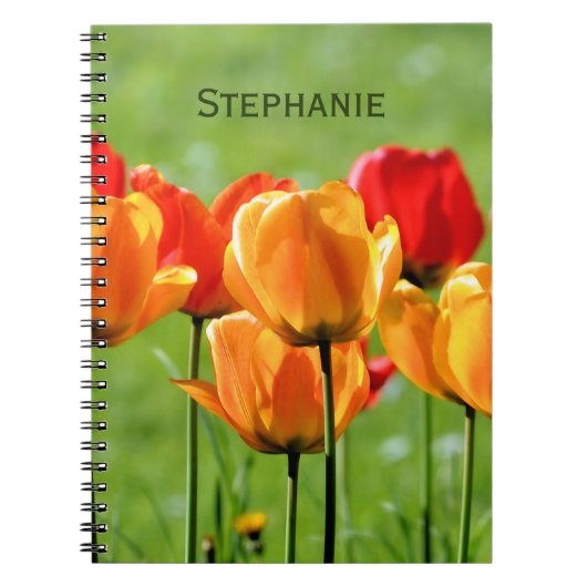 Gelbe und rote Tulpen Notizblock (Vorderseite)