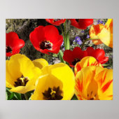 Gelbe und rote Tulpen Poster (Vorne)