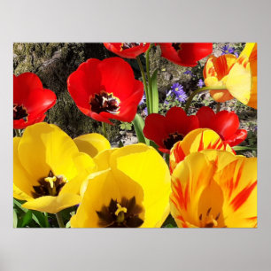 Gelbe und rote Tulpen Poster