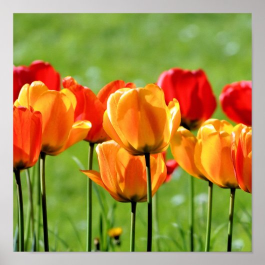 Gelbe und rote Tulpen Poster (Vorne)