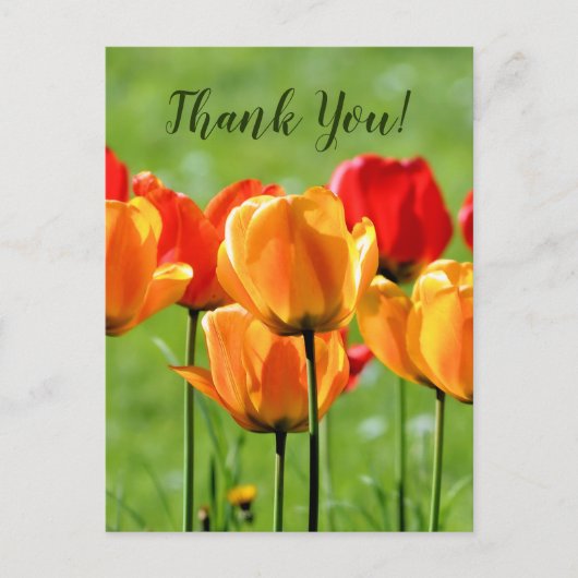 Gelbe und rote Tulpen Postkarte (Vorderseite)