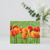 Gelbe und rote Tulpen Postkarte (Stehend Vorderseite)
