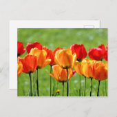Gelbe und rote Tulpen Postkarte (Vorne/Hinten)