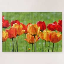 Gelbe und rote Tulpen