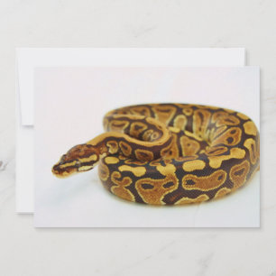 Gelbe und schwarze Ball-Python
