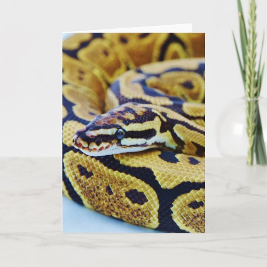 Gelbe und schwarze Ball-Python Karte (Vorderseite)