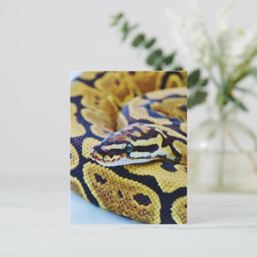 Gelbe und schwarze Ball-Python Postkarte (Stehend Vorderseite)