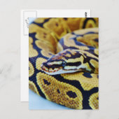 Gelbe und schwarze Ball-Python Postkarte (Vorne/Hinten)