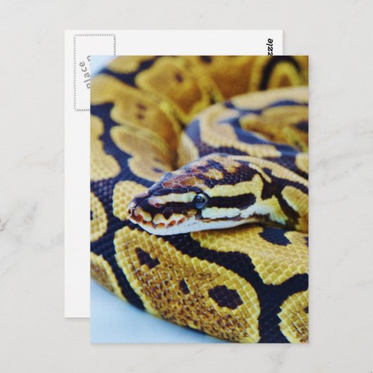 Gelbe und schwarze Ball-Python Postkarte (Vorne/Hinten)