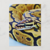 Gelbe und schwarze Ball-Python Postkarte (Vorderseite)