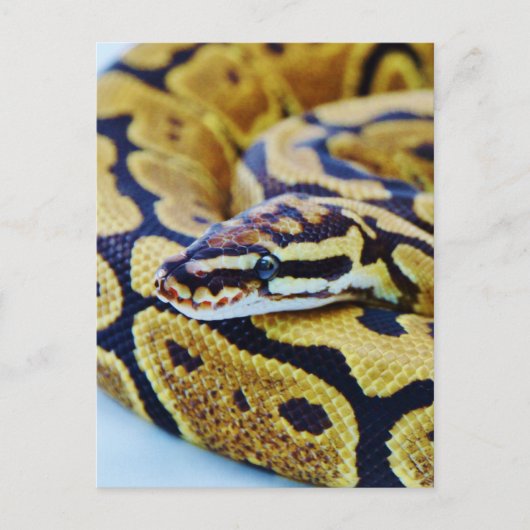 Gelbe und schwarze Ball-Python Postkarte (Vorderseite)