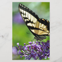 Gelbe und schwarze Schmetterlinge auf dem Lavendel