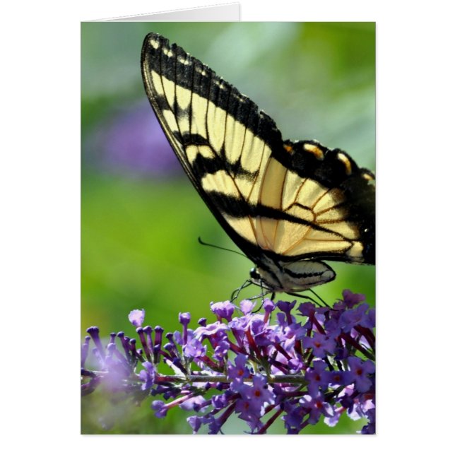 Gelbe und schwarze Schmetterlinge auf dem Lavendel (Vorne)