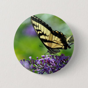 Gelbe und schwarze Schmetterlinge auf dem Lavendel Button