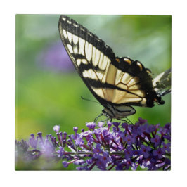 Gelbe und schwarze Schmetterlinge auf dem Lavendel Fliese